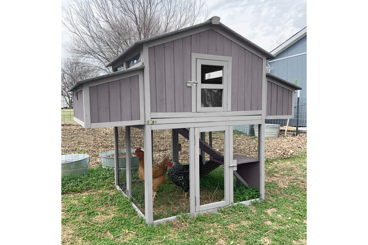 How to Take Care of Chickens Your Comprehensive Guide Wayfair